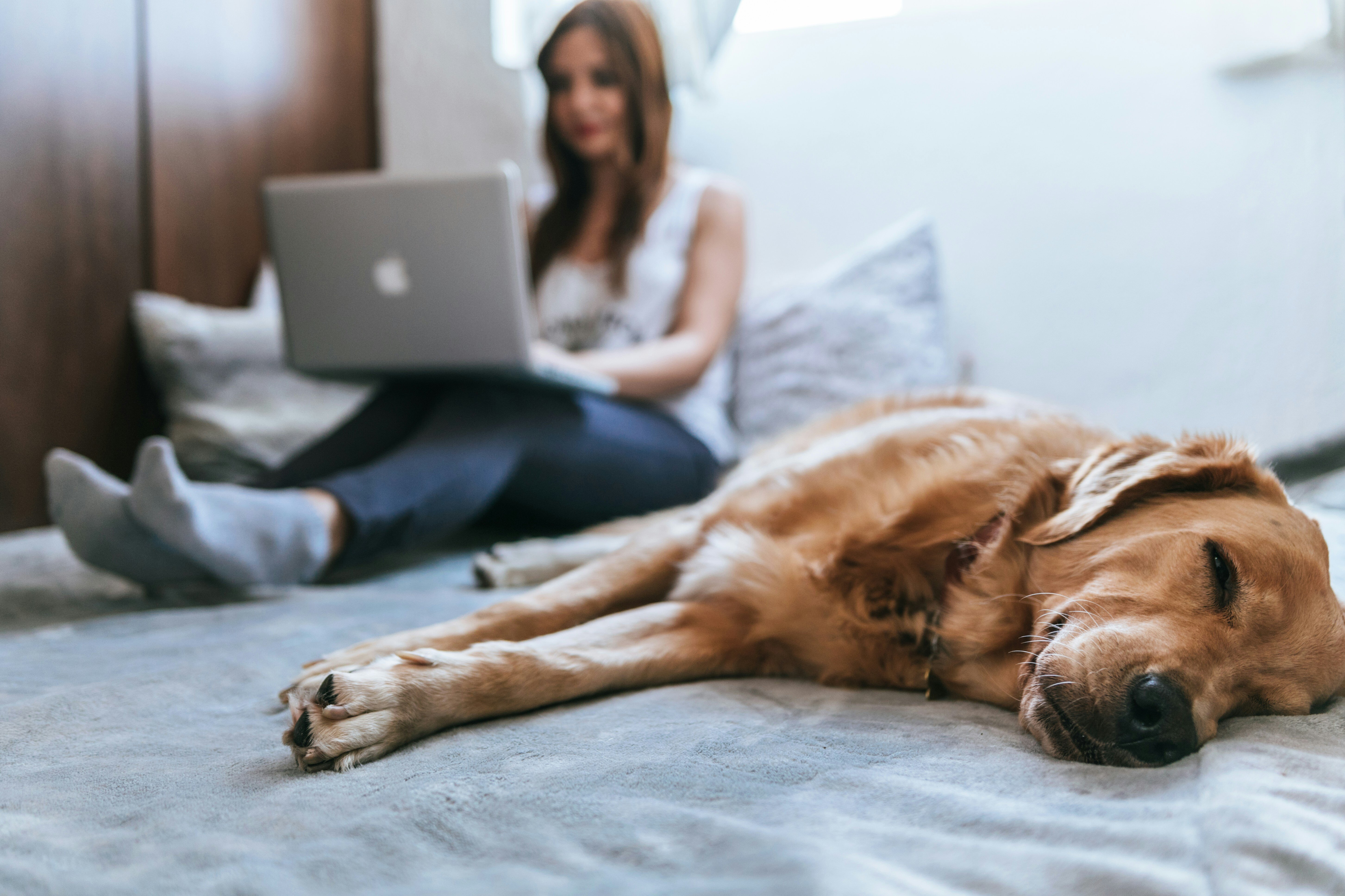 A woman sits on a bed using her laptop while a golden retriever sleeps in front of her
