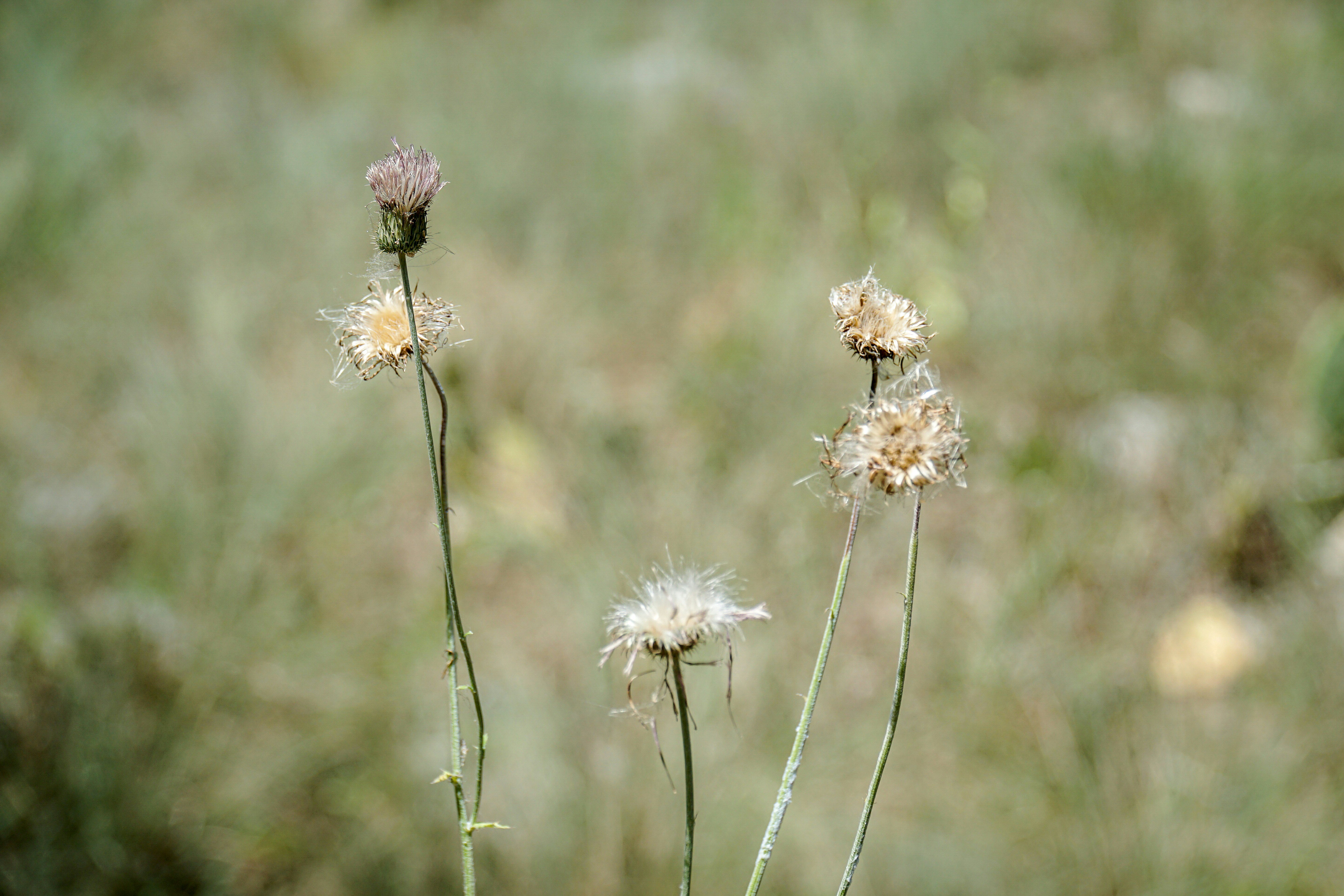 Dying flowers in a field
